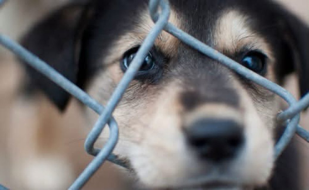 Dulce Aguilera| ABOGADA tweet media