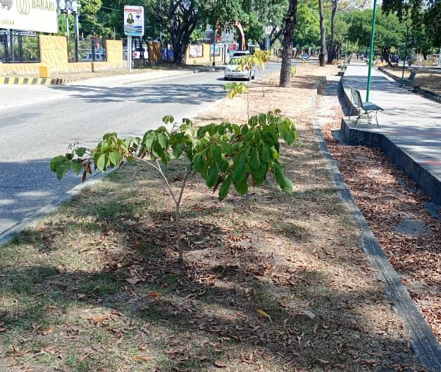 Los árboles que se sembraron en la caminería central de la Av. Las Delicias #Maracay en frente de la E/S del círculo militar y zonas aledañas  están sufriendo por la falta de riego y su posibilidad de sobrevivencia es baja. El llamado es a <a href="/AlcDeGirardot/">Alcaldía de Girardot</a> para reactivar el riego
