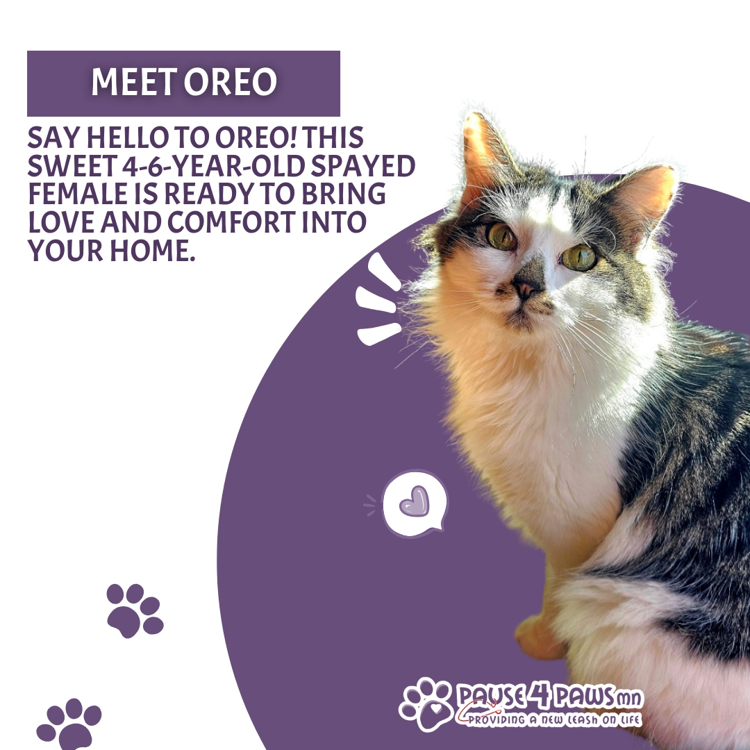 Pause4PawsMN's tweet photo. Oreo is the perfect companion for a work-from-home environment or for anyone seeking a calm, friendly cat. She loves children, gets along with other animals, and thrives in a peaceful setting. 

Ready to give Oreo the forever home she deserves? 

Click ...
https://t.co/3eH4nQppQI https://t.co/B3Olzs3Xsr