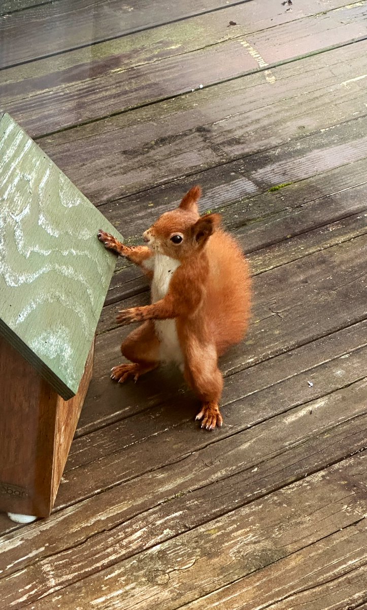 Ich hoffe Ihr hattet so ein gemütliches, friedliches Weihnachtsfest wie wir🎄💫♥️ Dankbar 🙏🏼