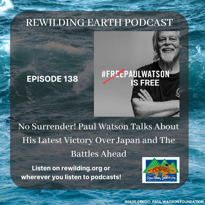 Rewilding Earth #Podcast Episode 138: No Surrender! Paul Watson Talks About His Latest Victory Over Japan and The Battles Ahead ow.ly/fiwg50UwC0e
