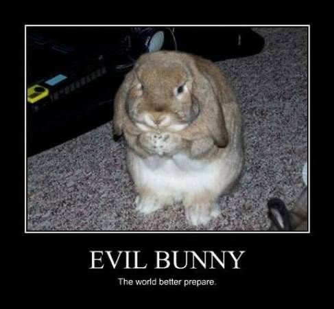 Bunnies tweet media