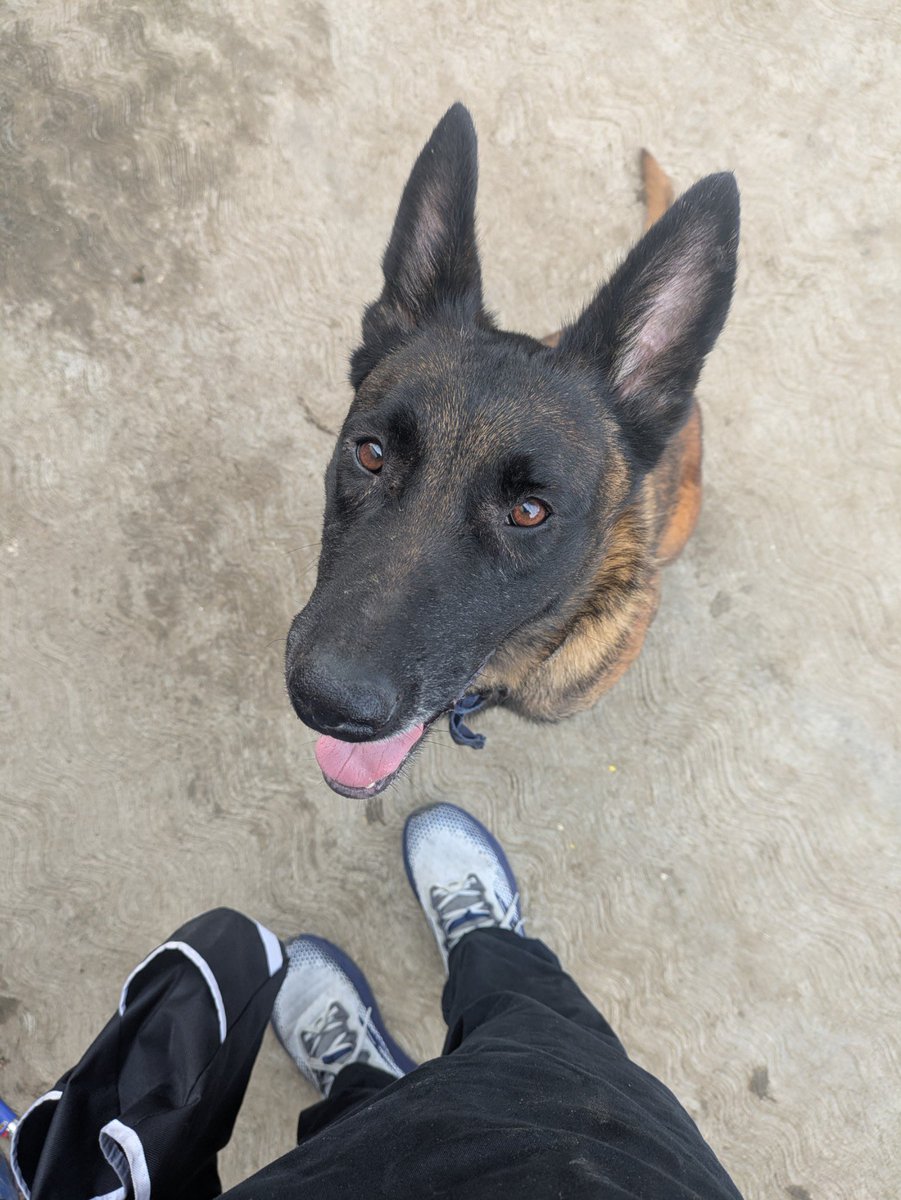 Helenaa023's tweet photo. LOST DOG FOUND IN LYNWOOD.. BY FIREBAUGH AREA !!! LMK!!!!!
SHE LOOKS LIKE AN OLDER DOG! 
SO SWEET TOO !! https://t.co/GHjWNsJy5c