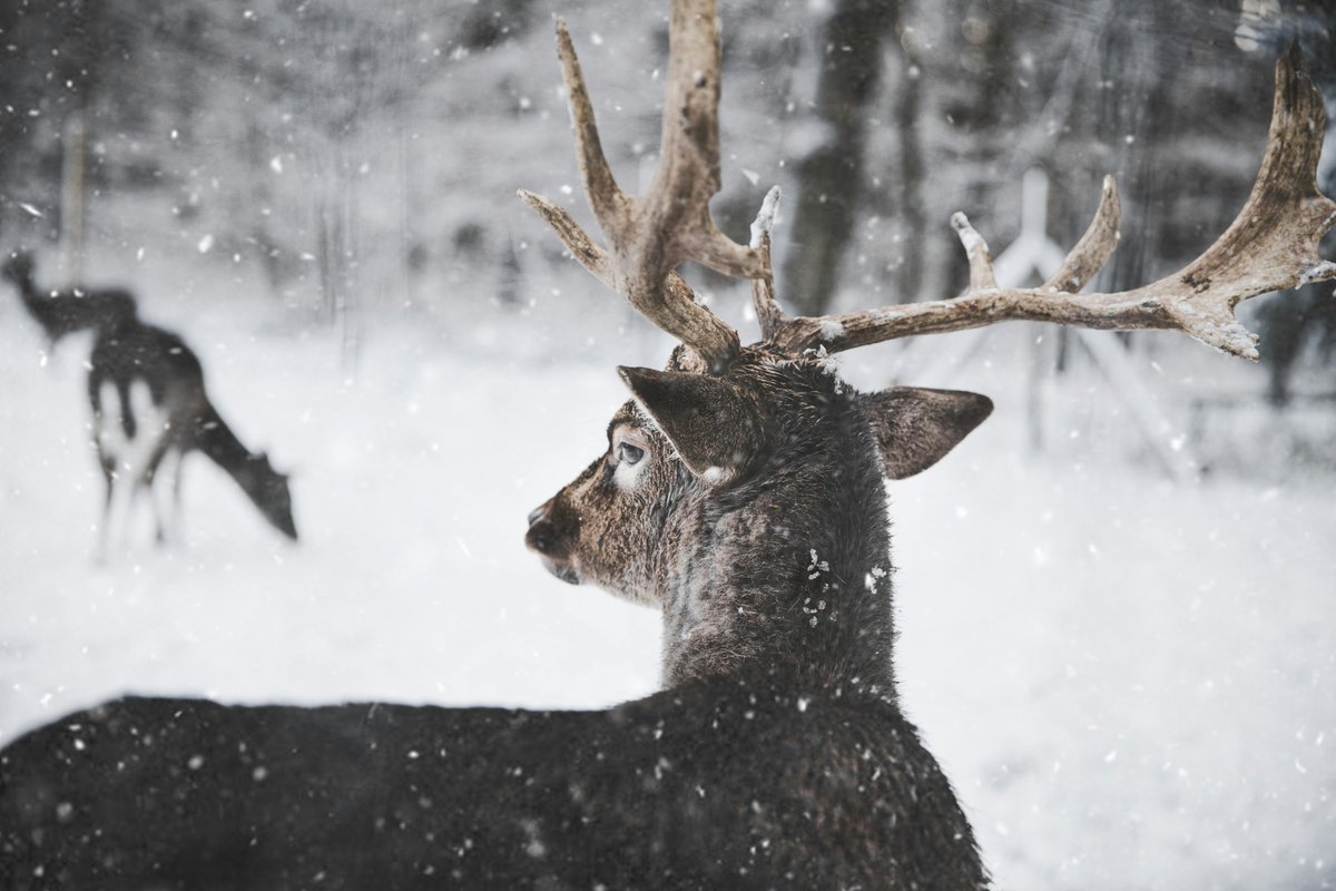 Reindeer are no fairytale, they are the most abundant grazing animal in the Arctic! ❄️ This Smithsonian Education #CLEANResource has students use a simple computer model to analyze climate change impacts on caribou populations 🦌 ➡️ buff.ly/4iOltbN