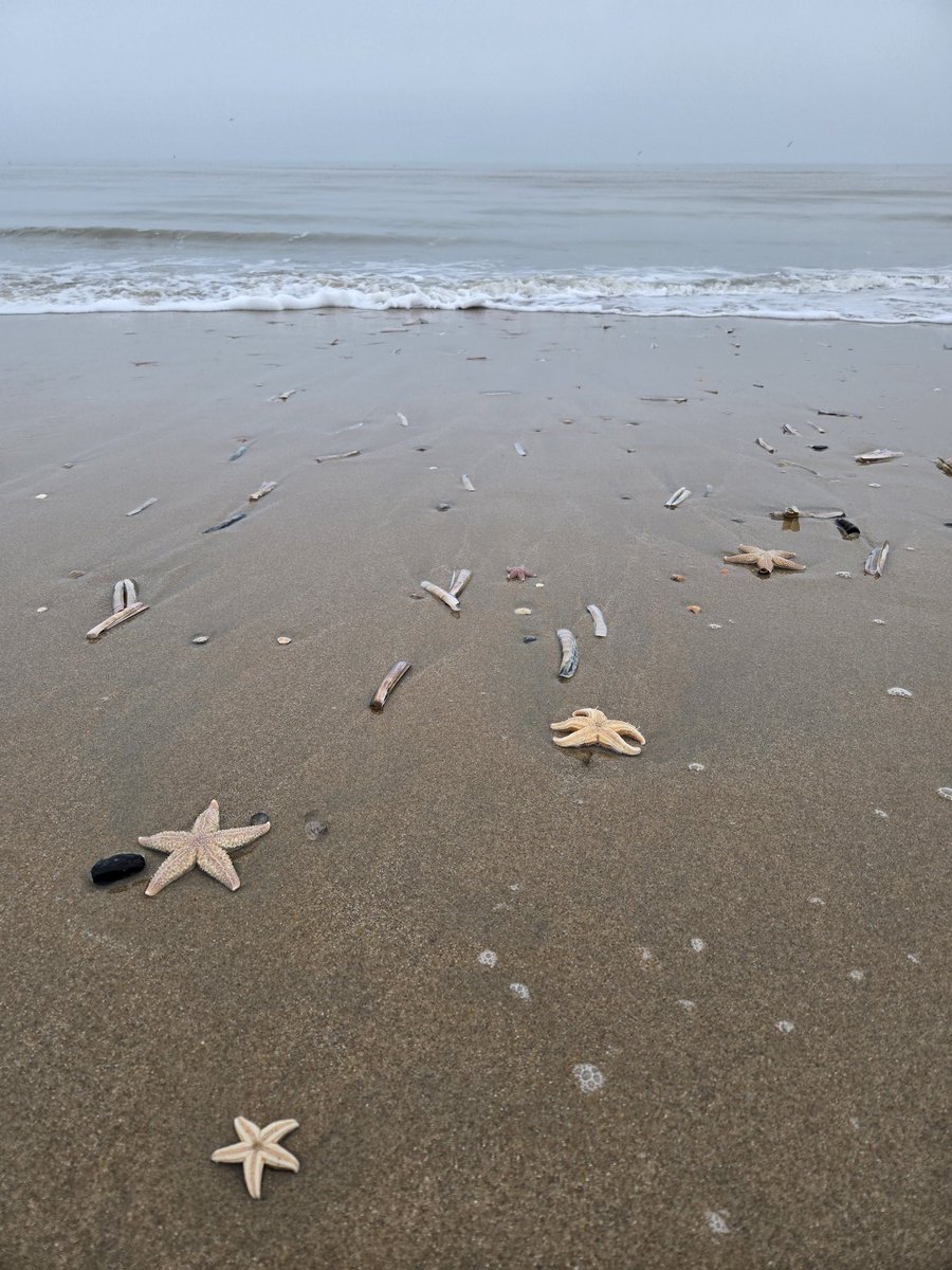 mkuijjer's tweet image. Happy Holidays from the 🇳🇱 beach 🐚🌊☁️, where I'm preparing for new horizons ⭐️