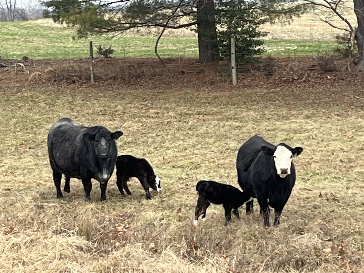 BkackEyeSusan's tweet photo. Christmas came early here at BES. Santa delivered us a new boy and baby girl. Calving season is just getting started, with the next round after the New Year !! https://t.co/VgrPrZH8vB