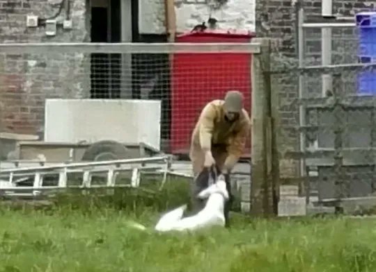 Please retweet, how can hunts be allowed to shoot dogs when no longer wanted, but if I shot my dog in my home I would be arrested for animal cruelty? #UK
The pictures below show  workers at The Beaufort Hunt, #Badminton. One of the hounds is seen wagging his tail while looking at