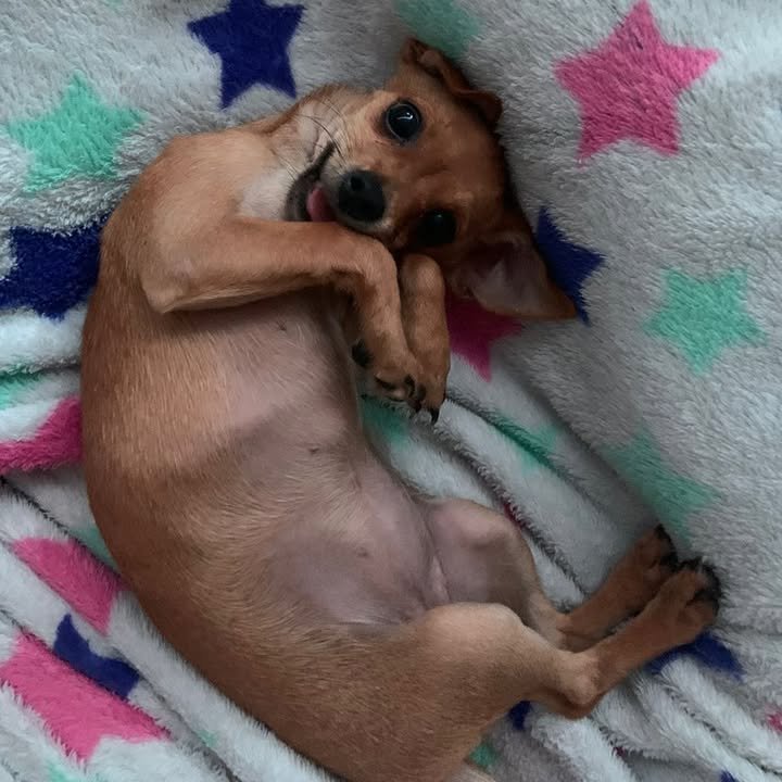 AlertaMePerdi's tweet image. #PERDIDA #GUAYAQUIL
Nombre: #COFFIE
Fecha: 26/12/24
Sector: Norte, Cdla. Orquideas 1
Sexo: Hembra
Raza: Chihuahua 
Obsv.: Color café caramelo y chiquita, esterilizada
Contacto: 0958681663
¡Ayúdala a volver con su familia!
#AlertaMePerdí