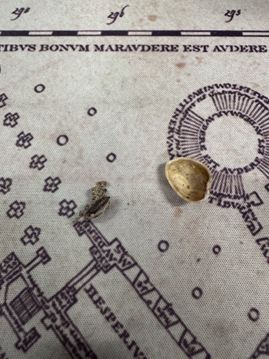 tjroy13's tweet photo. @WonderfulNuts I found a bug in my shell https://t.co/dTOTtdOpMB