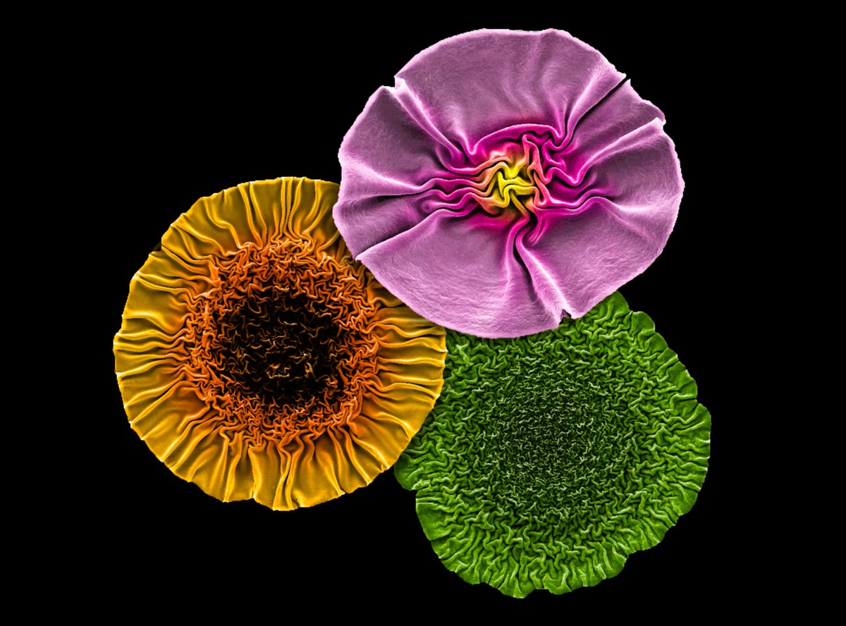 The Best Science Images of 2024 - Nature’s Picks
nature.com/articles/d4158…
#sciart #scicomm #bioart #science
Bacterial Blossoms. These crinkly blooms of 0.2 mm wide are groups of bacteriophages - viruses that infect bacteria.
