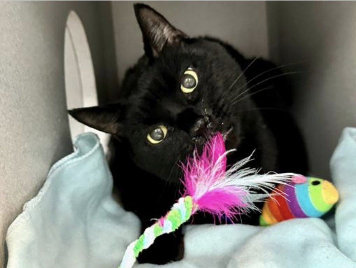LOVE_CATS_ONE's tweet photo. HUGE EMERGENCY for Louis 9 yo sick with URI she has only 145 usd of pledges 🆘🆘💔😿Two seniors died because of URI this week : Wesley & Luigi found dead in his cage today 💔🆘🆘🆘😭😭
It's a race against time 🙏🆘 🔥🔥🔥🔥🔥
Please Rt or pledge if you can @sachikoko
to save Louis's life please 😿💔🆘
Thank you
https://t.co/cWwQESJ9TA