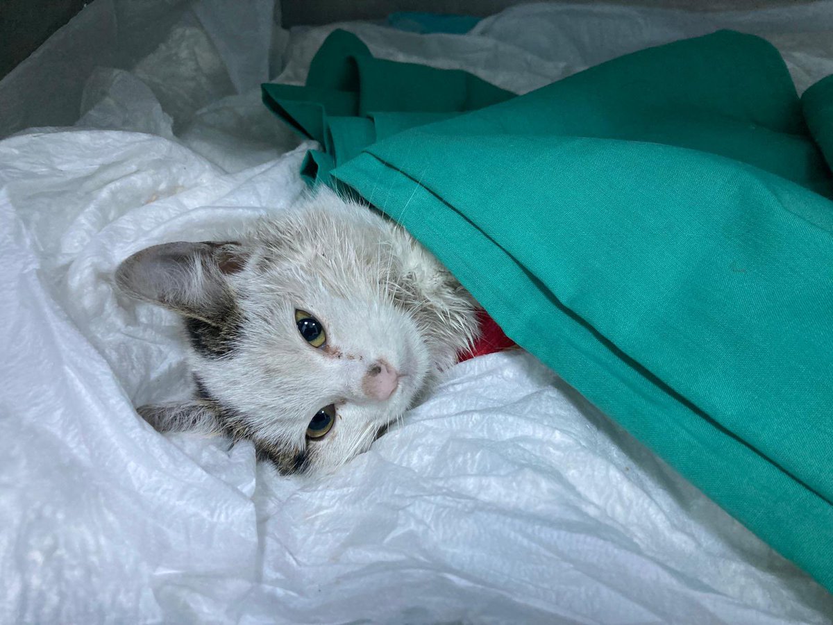 4 aylık erkek, araç kaputuna sıkışmış. 2 kırığı,2 çıkığı ve yanık yaraları var, tedavisinden sonra yuva bulması gerek🫶🏻