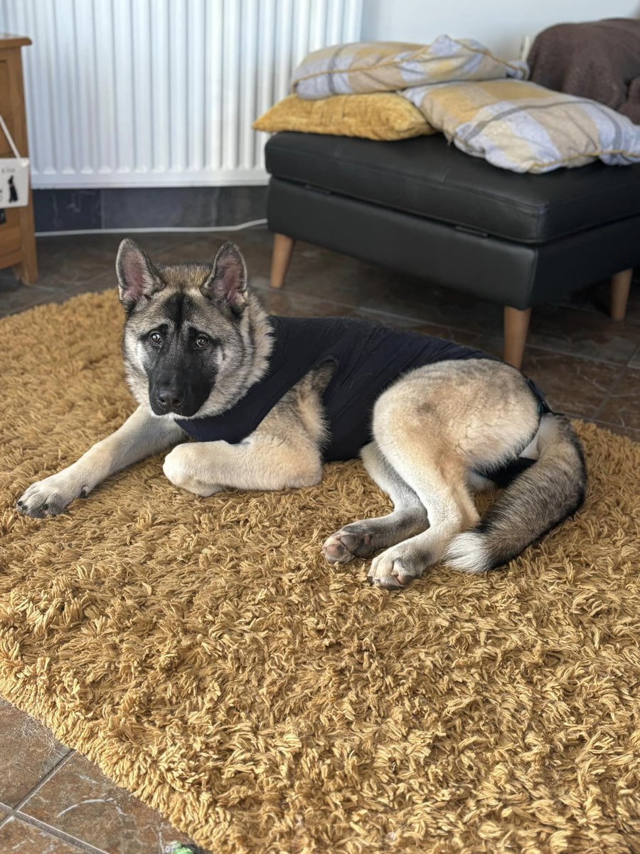 AdoptionsUk's tweet photo. Please retweet to help Patrick find a home #NOTTINGHAMSHIRE #UK  
Available for adoption, registered British charity✅
Patrick is 9 months old and he found himself in the  council pound at just 7 months old! 
Patrick can live with older kids and other dogs. 
The kennels say he is a dream 🐶❤️ 
Details or apply for Patrick below 👇
https://t.co/EmDJvca2Ds

⭐️ This charity are looking for foster homes for German Shepherds and Malinois across  #England and #Wales 
https://t.co/5z1qjAhjzh

@gsrescueelite @Nightowl400 
#GermanShepherd #Nottingham #England #pets #adoptdontshop #Christmas @LisaClareRead2