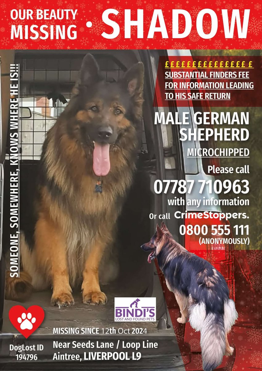 longtallshazza's tweet photo. #findshadow #bringshadowhome #liverpool #aintree #germanshepherd https://t.co/wL6gphYprU