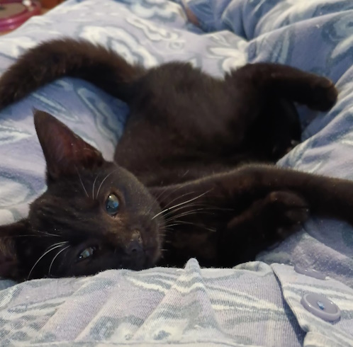 🎄 Merry Christmas everyone and meet Holly, Angel Mandu's Christmas gift to me 🎄 She's a little 14 week old love bug who is stuck in purr mode permanently 🎄 🎅🕊️ I hope you all have a lovely holiday! 🕊️🎅