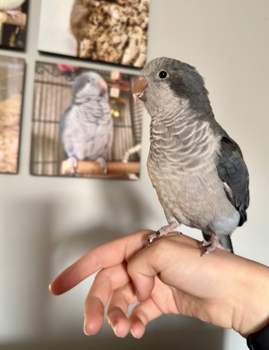 Merlin the Quaker tweet media