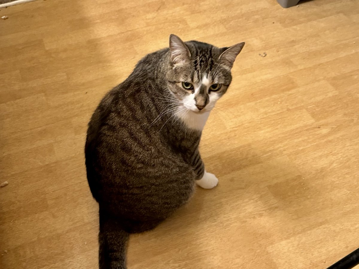 autographedcat's tweet photo. Good morning! https://t.co/583GWtNz4s