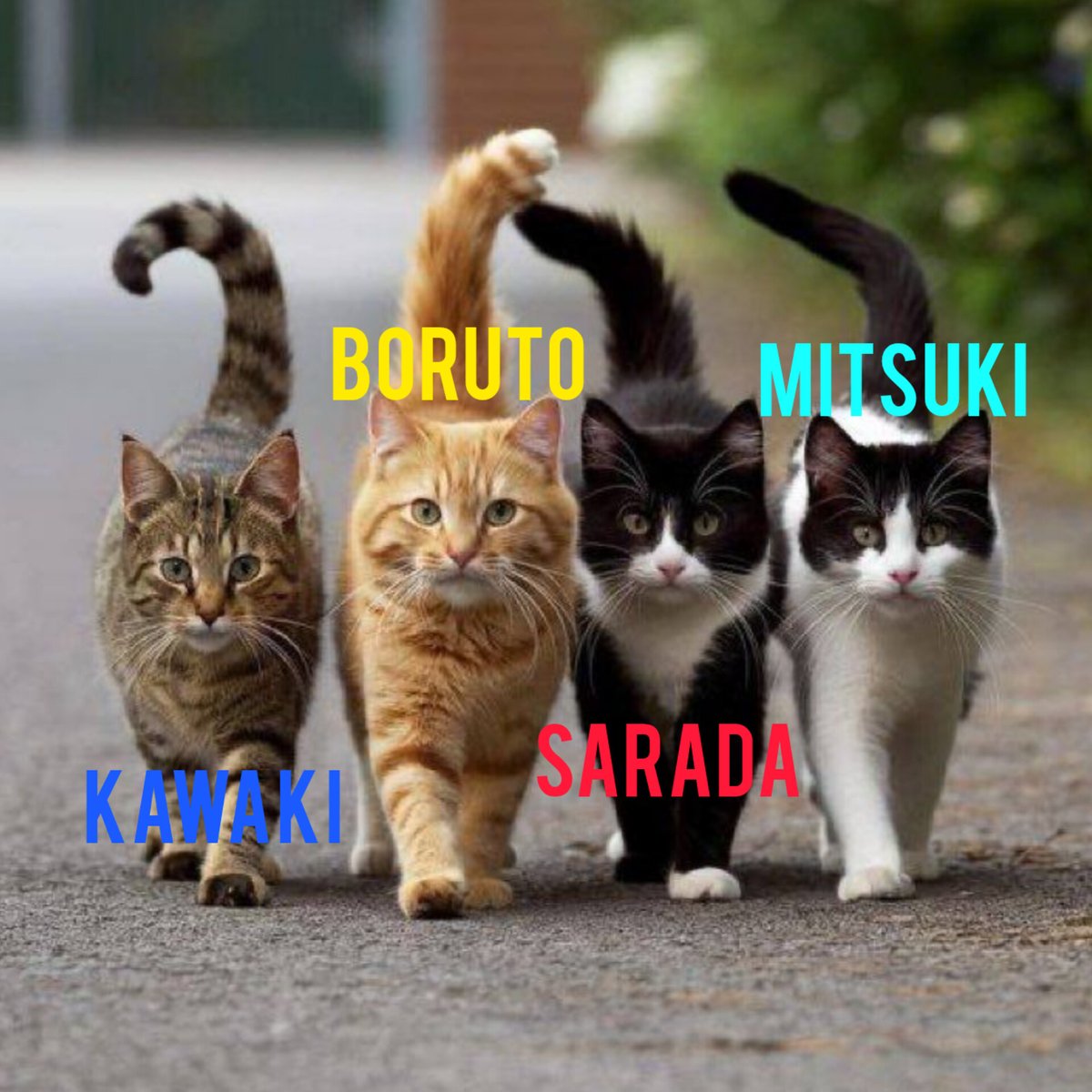 Back with the cat posts 😺 
#BorutoTwoBlueVortex #BORUTO