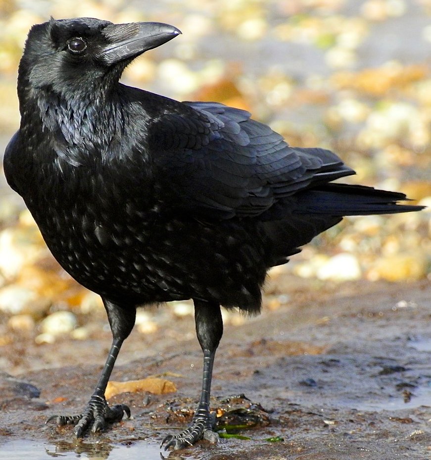 ianwtait's tweet photo. Call them what you will ...

crows – a horde of crows
crows – a hover of crows
crows – a mob of crows
crows – a murder of crows
crows – a muster of crows
crows – a parcel of crows
crows – a parliament of crows

https://t.co/Knl1UOOcdx https://t.co/3HJQEtPUEH