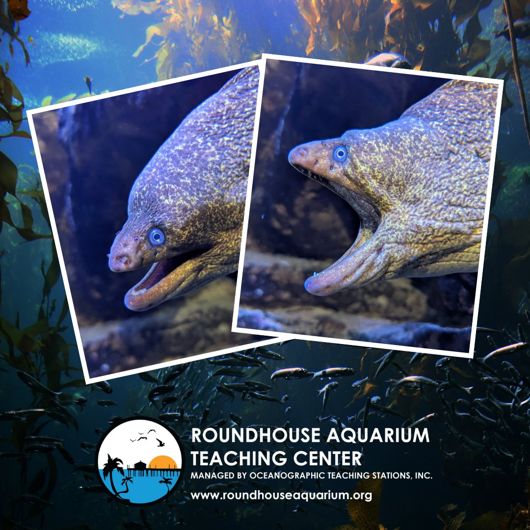 Roundhouse Aquarium tweet media