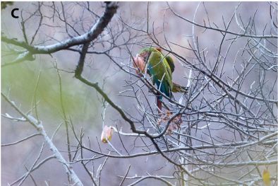 First record of a breeding site of Ara militaris mexicanus (Ridgway, 1915), Military Macaw (Psittacidae), in the Alto Balsas Poblano Region, Mexico 

doi.org/10.15560/20.4.… 

 #breedingsite #breedingbehaviors #Santa #MaríaCohetzala #checklist #checklistjournal #pensoftpublishers