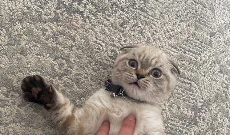 sapsal oglusum kuyrugunu yakalamaya calisirken koltuktan dustu