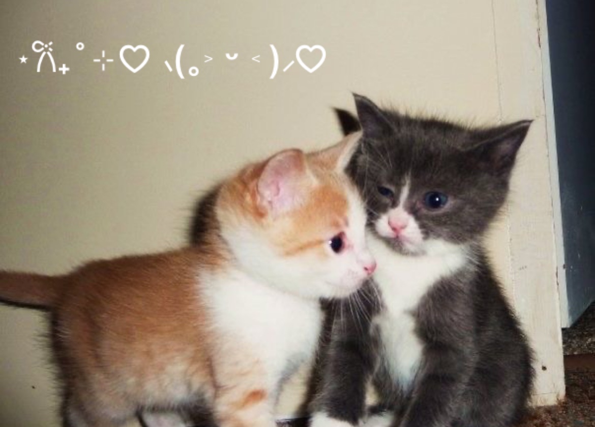 Kitty archives ♡ (@puppierz) on Twitter photo 