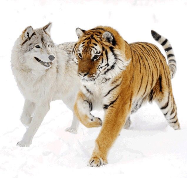 lauri366's tweet image. El lobo que se hizo amigo de un tigre...
Una vez un lobo caminaba por el bosque. Cuando de repente se encontro un tigre.. empezaron a jugar y a raíz de eso forjaron su amistad