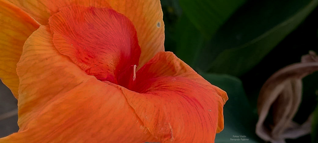 📸 Imágenes para la Tranquilidad y Sencillez , #AtravesDeMiLente 

#Fotografia Envolvente <a href="/CENAFotografia/">Centro Nacional de la Fotografía 📸</a> #colores #contrastes #flora