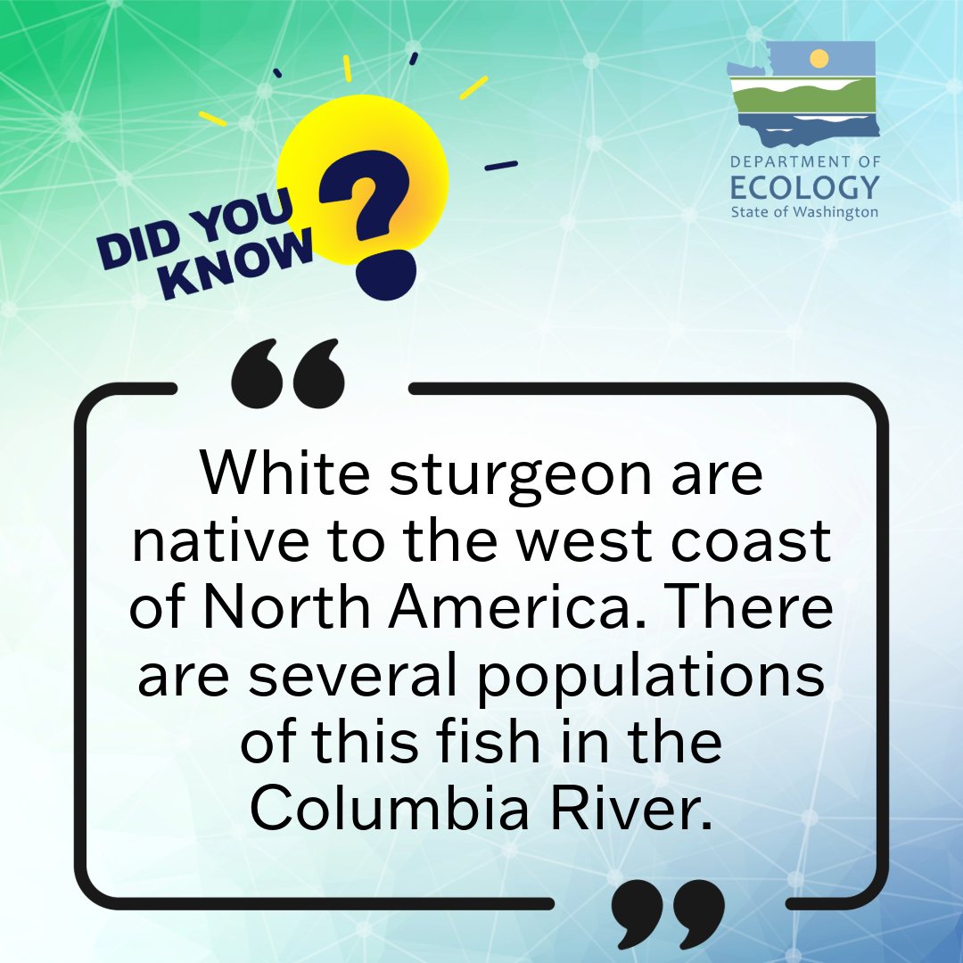 Sturgeon are among the largest freshwater fish in the world!
