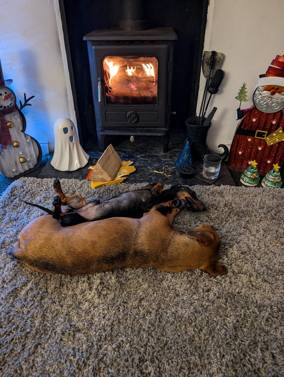 It's a dog's life! Fast asleep together 😍