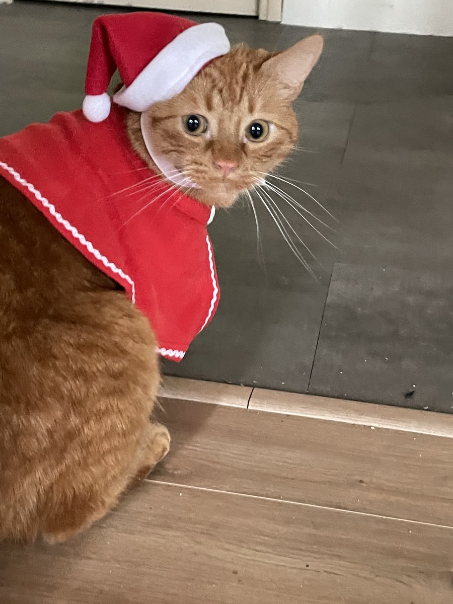lefilouchat's tweet photo. Joyeux noyel !!!
...
Quoi jo suis en rotard ? https://t.co/dAhVhKlSn2