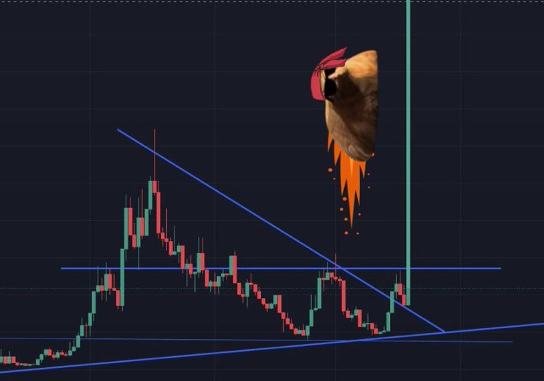 Pablo The Race Cat tweet media