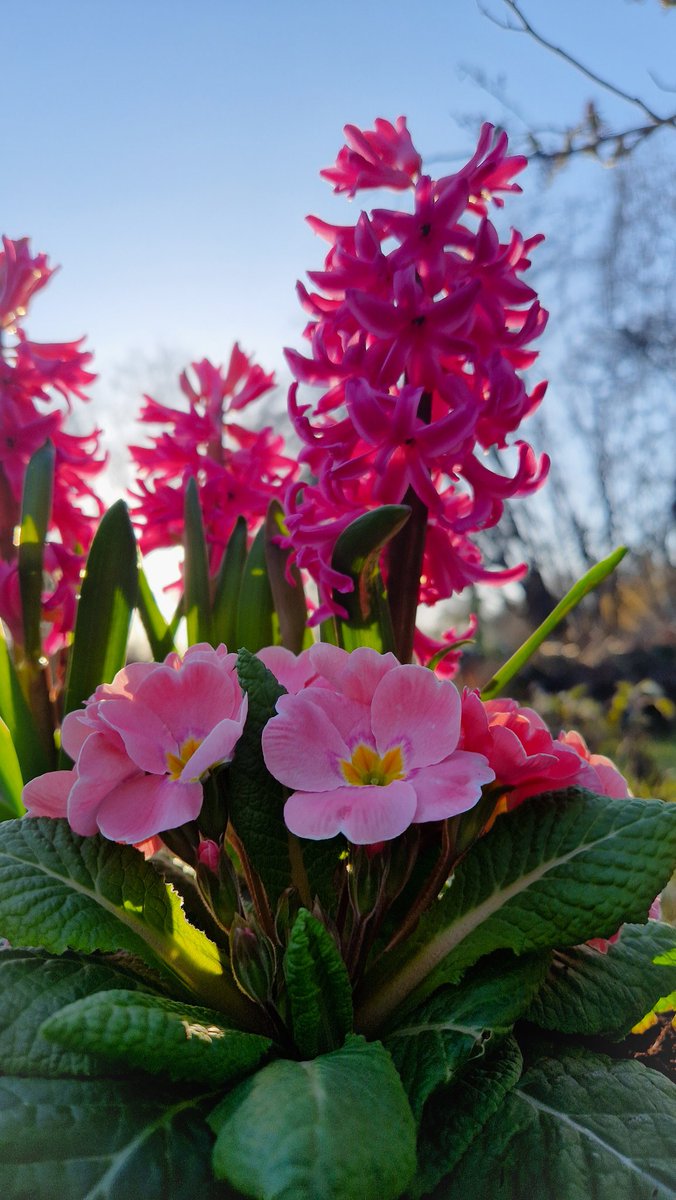 LotteTruelsen's tweet photo. Bought a few Hyacinths and Primulas to brighten up the day 🌞💕🌸
#flowers #gardening https://t.co/Xg7cNeCBe0