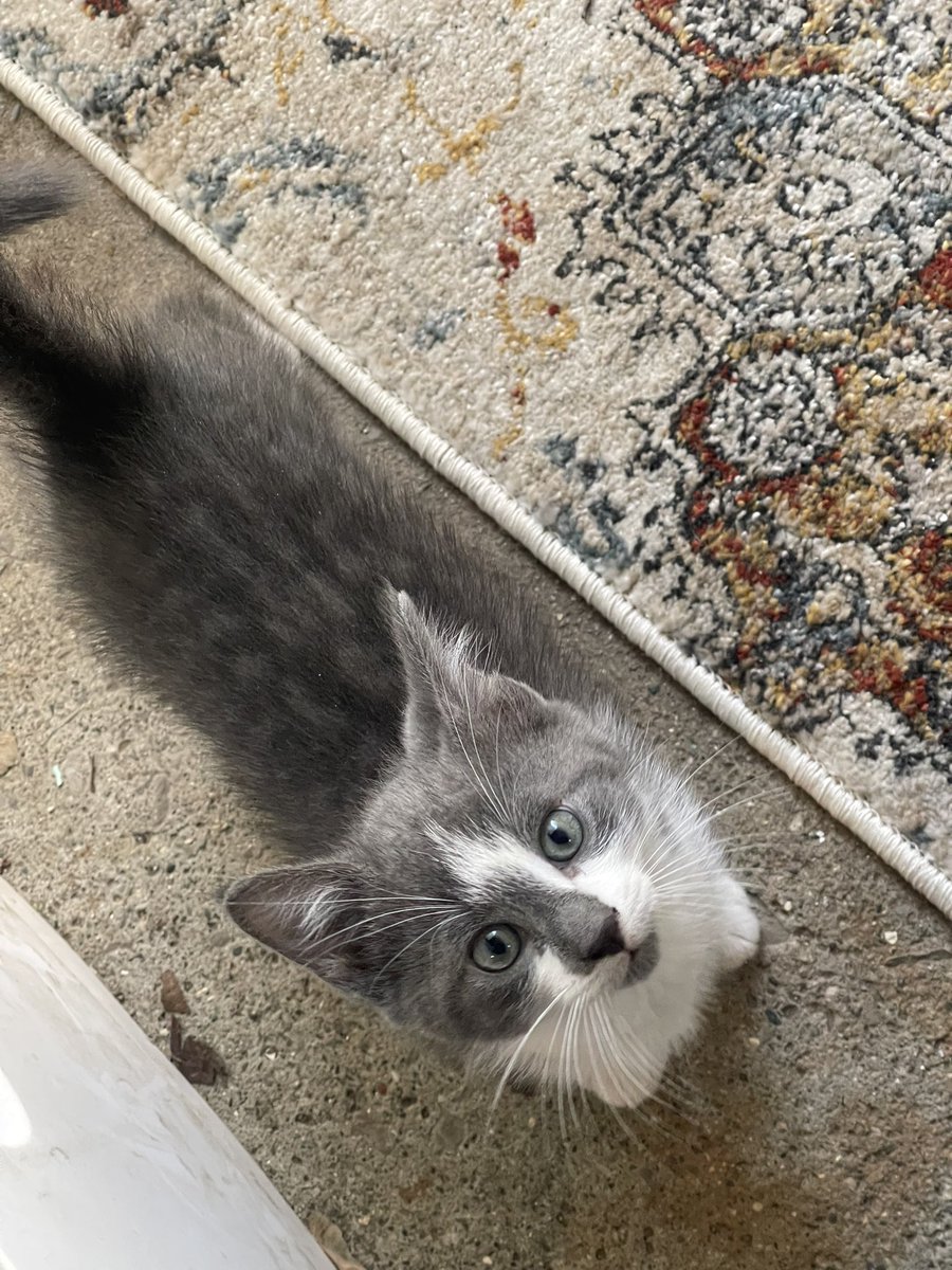 ColombaroAlice's tweet photo. This is my new sister Mimi. Next is my nephew Grayson, and my niece Trixie. The little ones are 6 months and Mimi is about two years old https://t.co/Xol0jOEorr