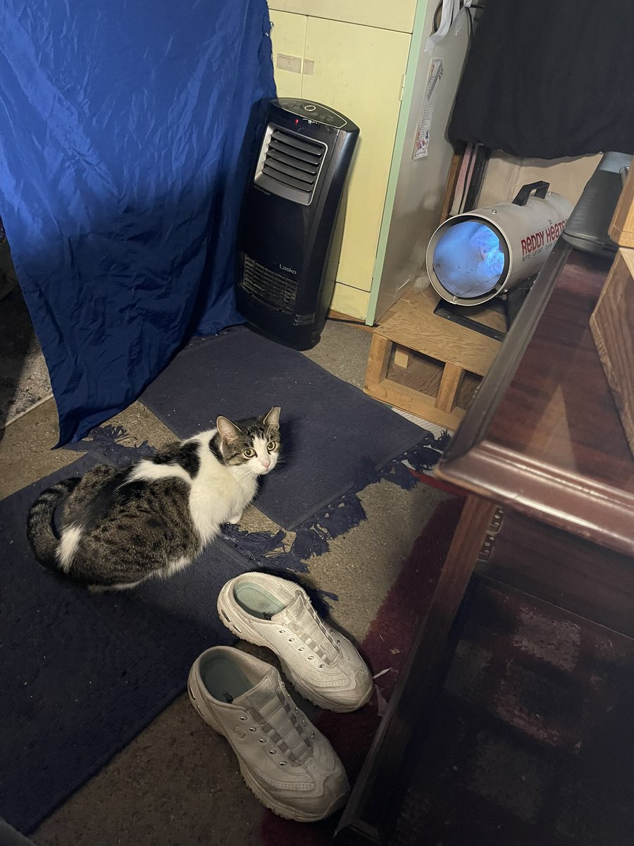ColombaroAlice's tweet photo. This is my new sister Mimi. Next is my nephew Grayson, and my niece Trixie. The little ones are 6 months and Mimi is about two years old https://t.co/Xol0jOEorr