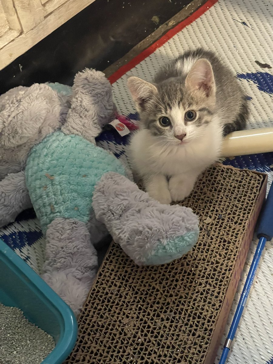 ColombaroAlice's tweet photo. This is my new sister Mimi. Next is my nephew Grayson, and my niece Trixie. The little ones are 6 months and Mimi is about two years old https://t.co/Xol0jOEorr