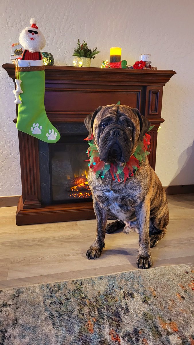 K9 Salute has officially relocated to #Idaho! We're getting settled &amp; doing all the necessary #SmallBiz "stuff" to get organized in a new state. #DogTreats will be available for purchase after 1/1/25. 🐾 Thank you for your patience &amp; support! 💚✨️❤️
#MerryChristmas #Veterans