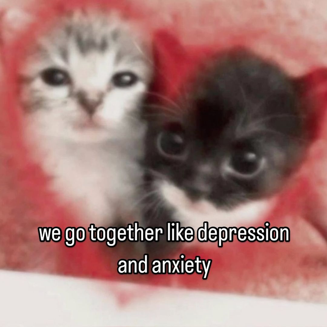 Catsillyness tweet picture