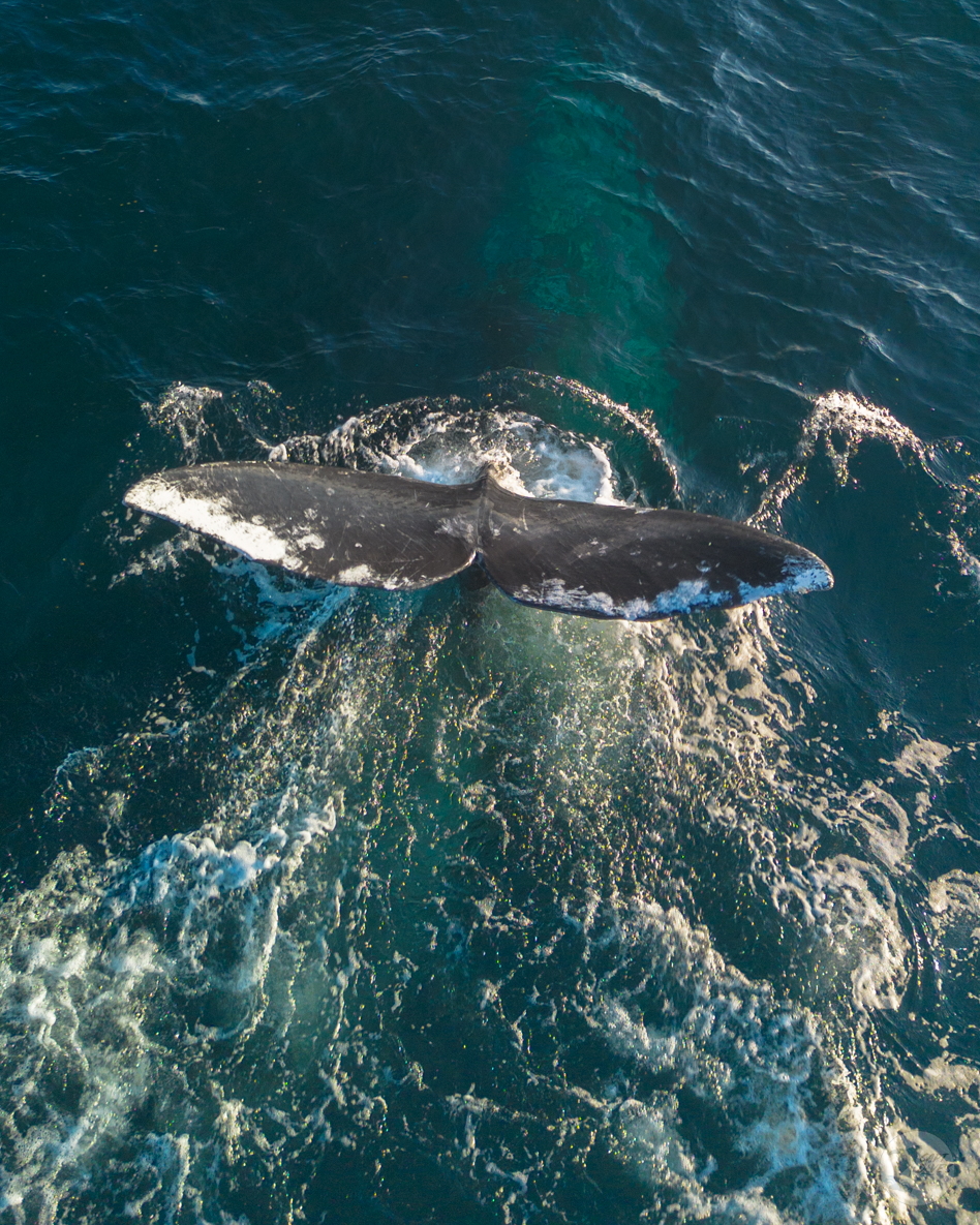 CaptDavesWhaleWatching tweet media