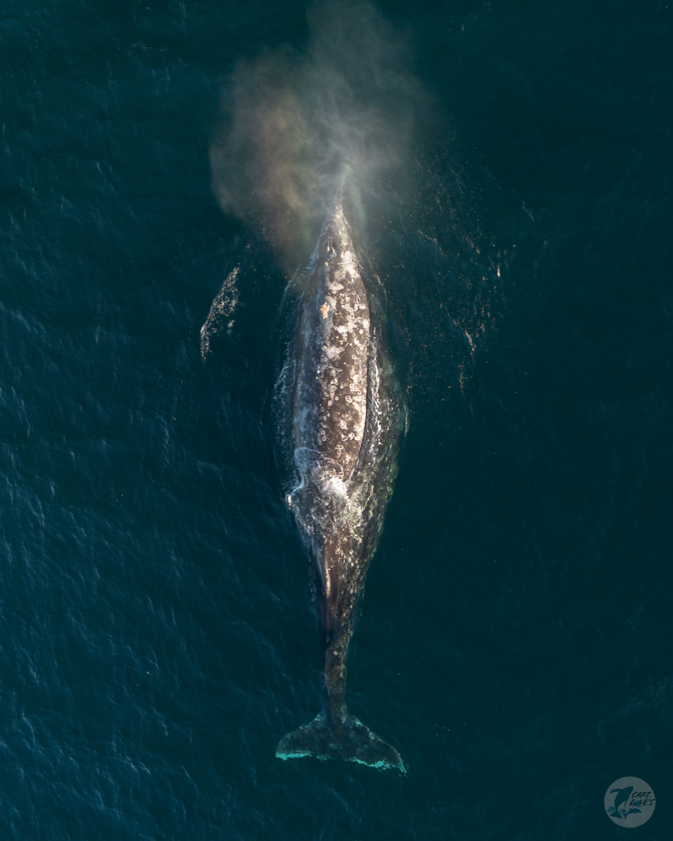 CaptDavesWhaleWatching tweet media