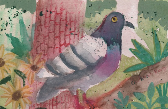 guilhernunes_'s tweet image. pigeon 02