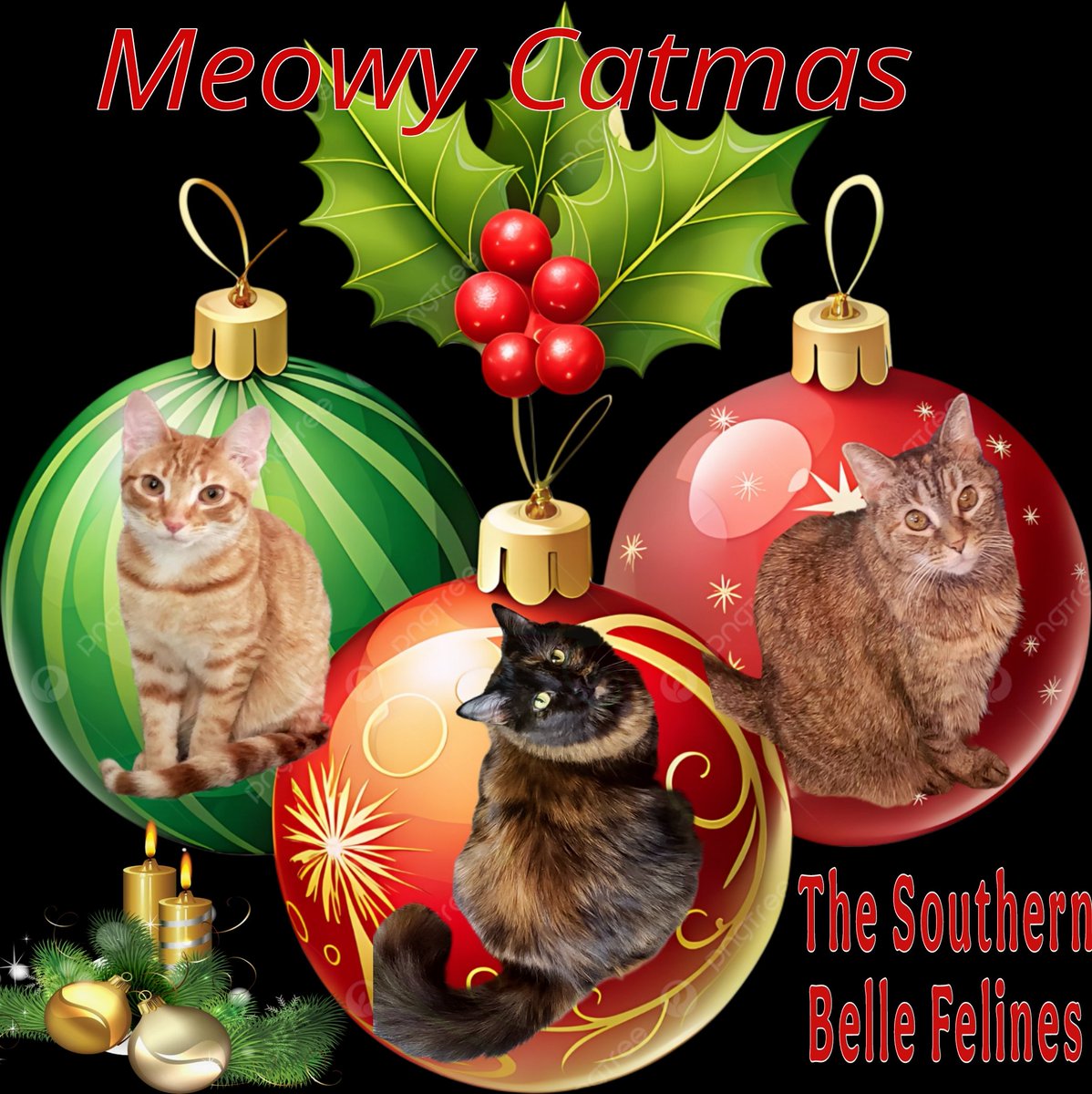 CassieJFox's tweet photo. Sending #MeowyCatmas wishes all week long. π β€ π https://t.co/sfFR4Jy1Tu