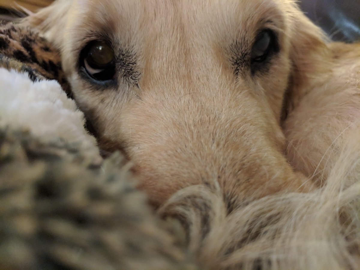 and that's a wrap 🎄💤

#Christmas2024 
#GoldenRetriever
#DogCelebration