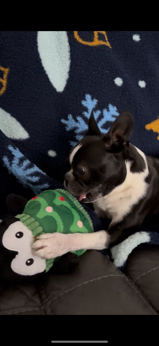 Pawesome_BTBros's tweet image. I maded da nice list dis year! 🎅🏻🐾 Santa Paws bringed mees a new stuffy #penguin! 🐧

#SantaPaws #Christmas #dogsontwitter #Dogsofx #bostonterrier #Presents #NiceList