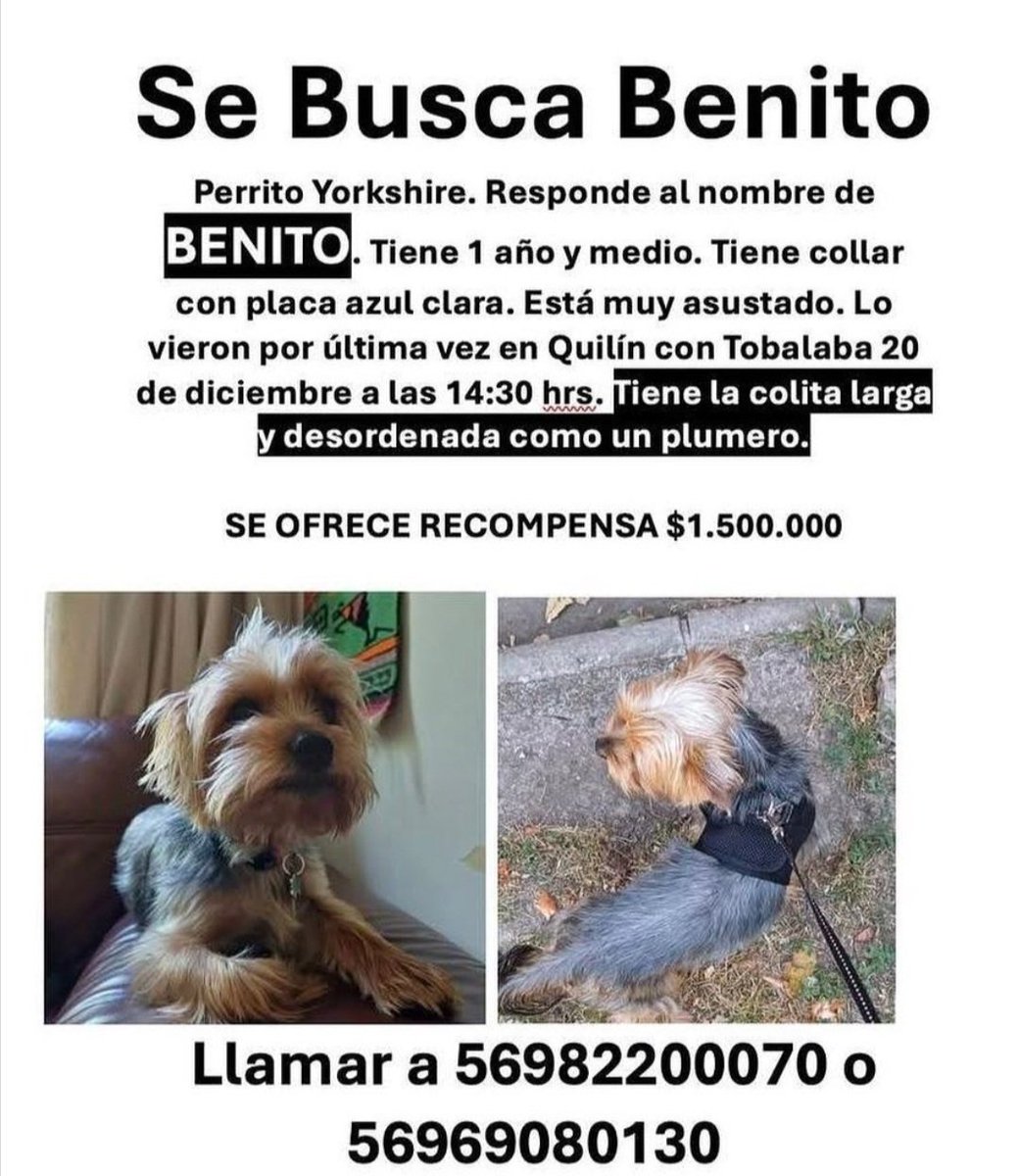 natystyles's tweet photo. Por favor difundir, benito esta perdido hace días y su familia está desesperada #chile #Santiago #SantiagodeChile #perdido https://t.co/hFs7sw18rm