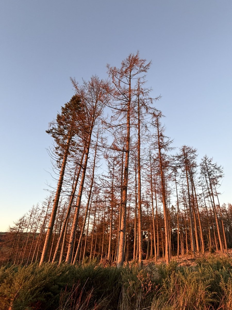 Oh my goodness,<a href="/NorthYorkMoors/">North York Moors NP</a> light at its very best Boxing Day 2024.  The perfect end to a special couple of days ❤️