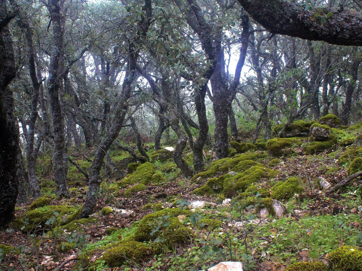 Metsureste's tweet photo. Tercera parada de Explora el Sureste: El Carrascal de Bajil, también conocido como el “Bosque Encantado”. Un rincón mágico de Moratalla donde la naturaleza se mezcla con la geología y la historia. ¿Listo para adentrarte en uno de los secretos mejor guardados de Murcia? 🧵👇🏼 https://t.co/Kkr8Z7laLP