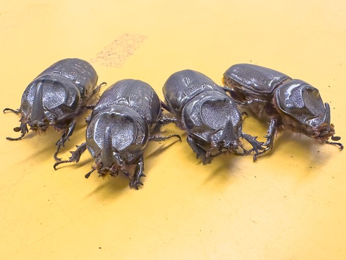 Meet the beetles. Yeah, yeah, yeah.