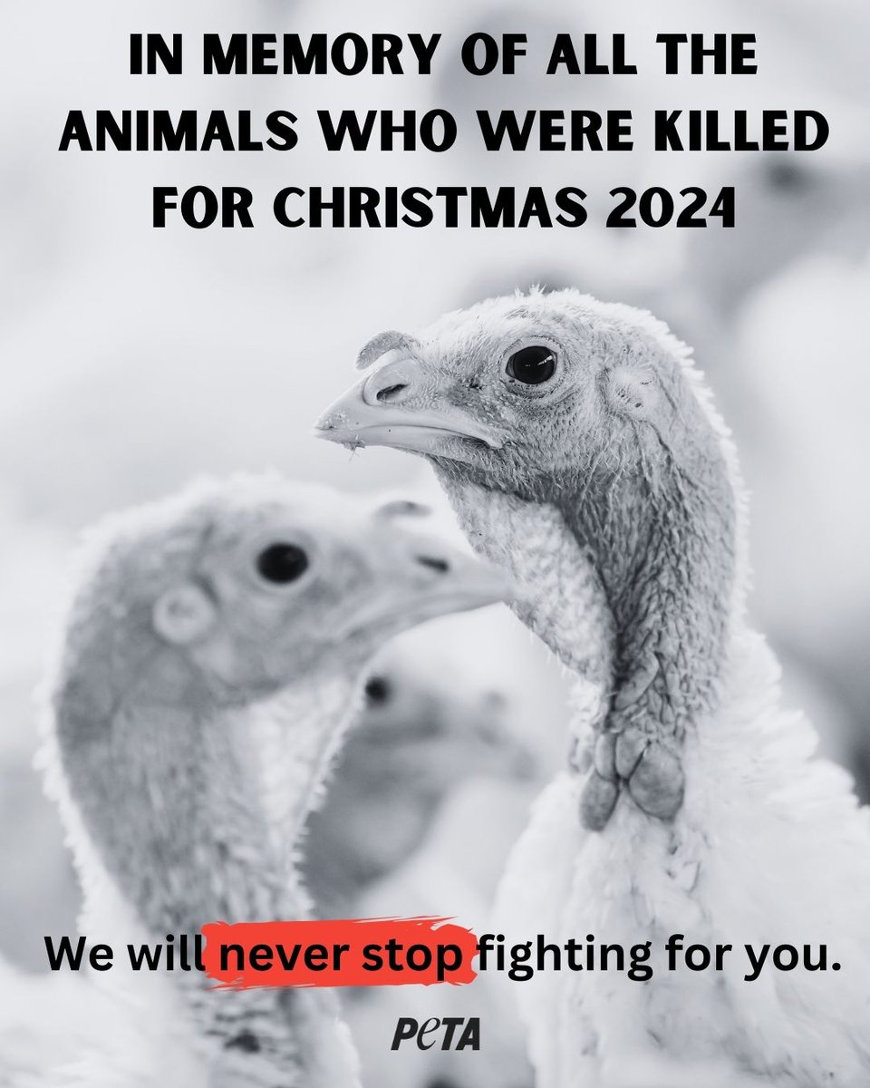 Thank you to everyone who saved lives by having a vegan Christmas 💚